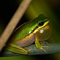 Litoria bicolor (Northern Dwarf Treefrog) at Little Pond<br />Canon EOS 7D + EF70-200 F4.0L + EF1.4xII + SPEEDLITE 580EXII